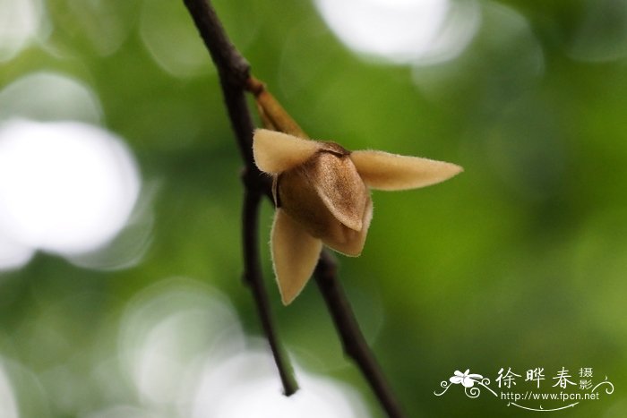 蕉木Chieniodendron hainanense