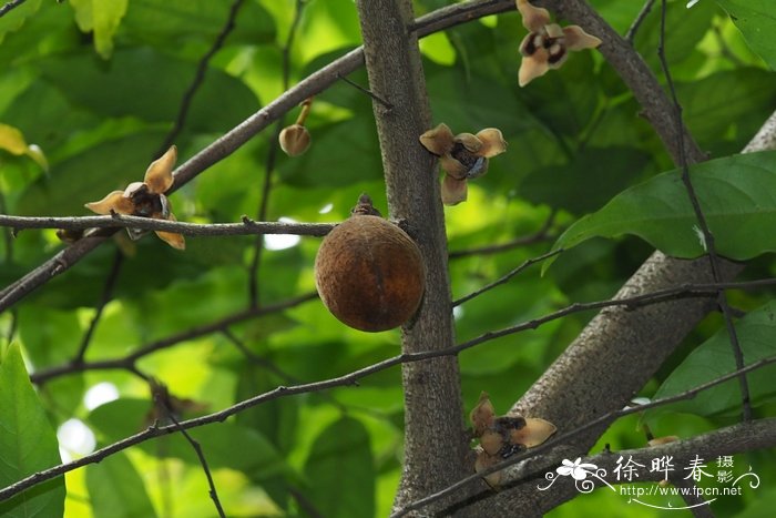 蕉木Chieniodendron hainanense 蕉木Chieniodendron hainanense