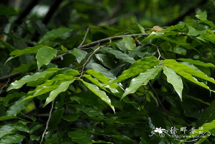 蕉木Chieniodendron hainanense