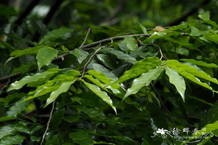 蕉木Chieniodendron hainanense 蕉木Chieniodendron hainanense
