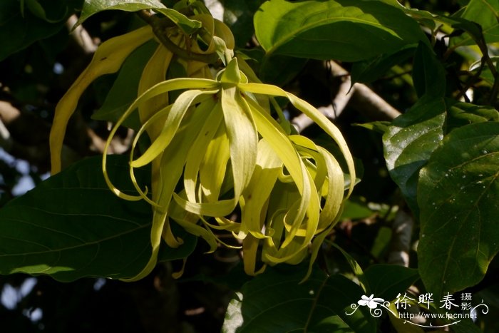 矮依兰Cananga odorata var. fruticosa