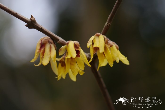 蜡梅Chimonanthus praecox