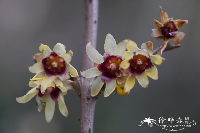 蜡梅Chimonanthus praecox