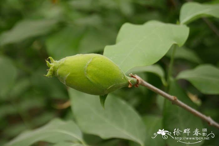 蜡梅Chimonanthus praecox