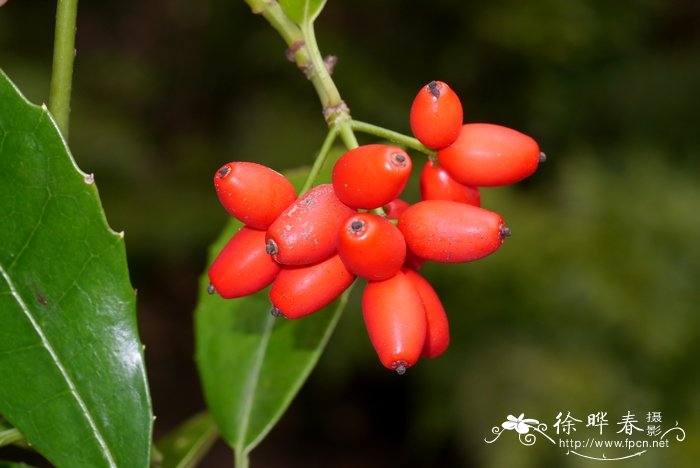 桃叶珊瑚Aucuba chinensis