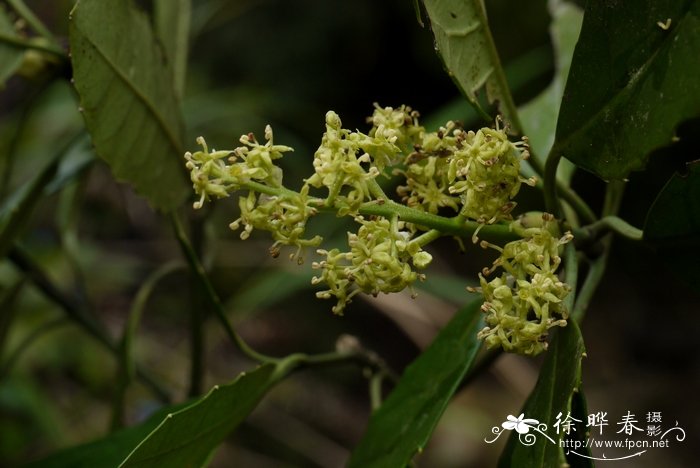 桃叶珊瑚Aucuba chinensis