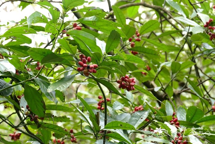 桃叶珊瑚Aucuba chinensis 桃叶珊瑚Aucuba chinensis