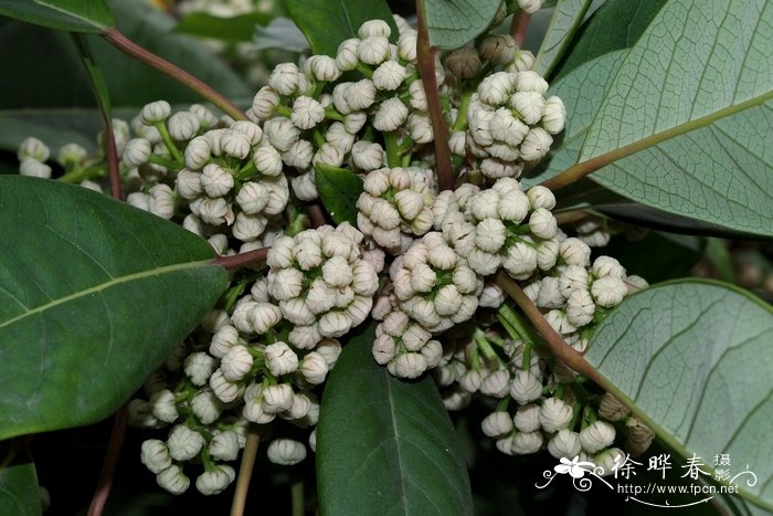 牛耳枫Daphniphyllum calycinum 牛耳枫Daphniphyllum calycinum