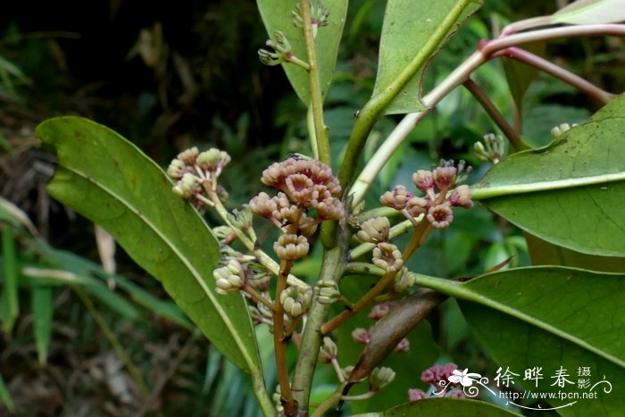交让木Daphniphyllum macropodum 交让木Daphniphyllum macropodum