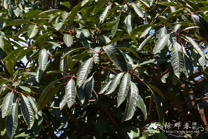 交让木Daphniphyllum macropodum 交让木Daphniphyllum macropodum