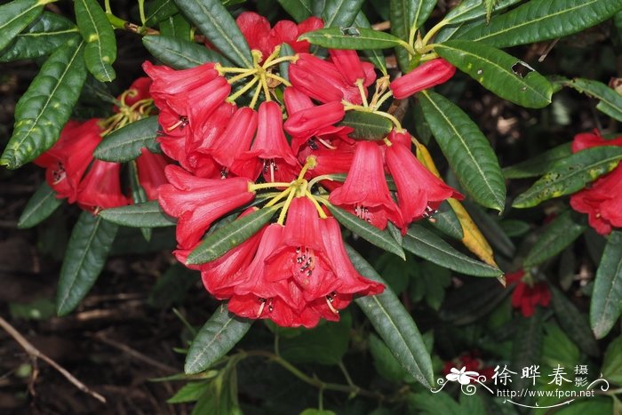 火红杜鹃Rhododendron neriiflorum 火红杜鹃Rhododendron neriiflorum