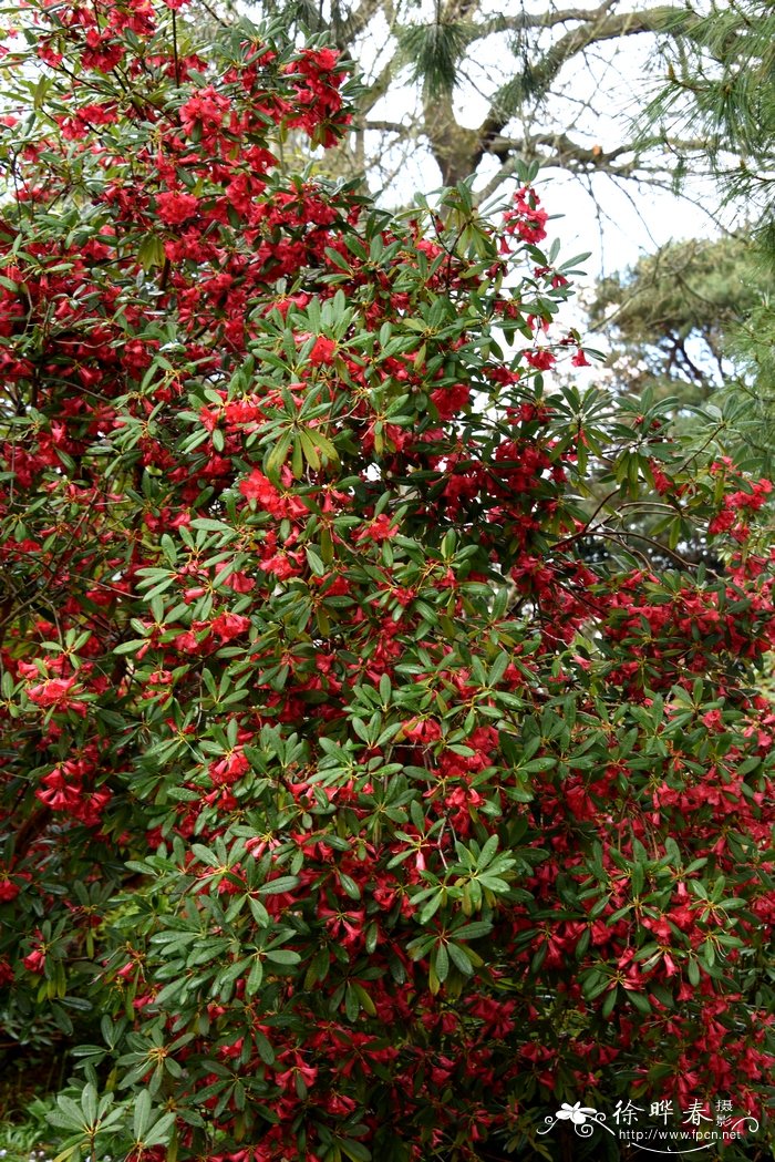 火红杜鹃Rhododendron neriiflorum