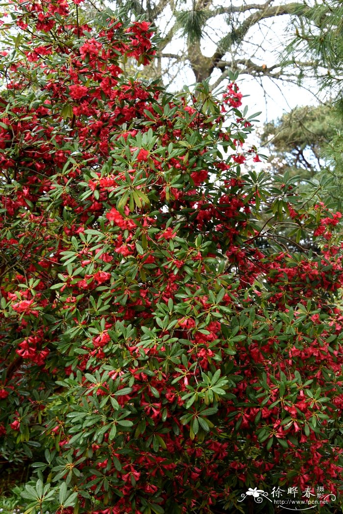 火红杜鹃Rhododendron neriiflorum 火红杜鹃Rhododendron neriiflorum