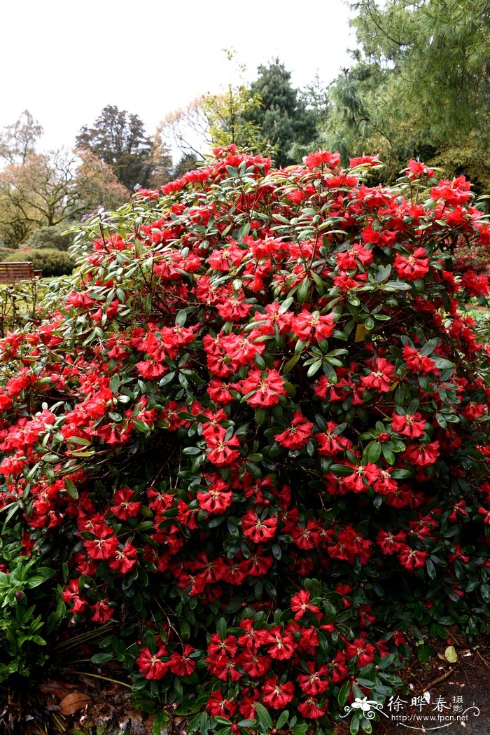 火红杜鹃Rhododendron neriiflorum 火红杜鹃Rhododendron neriiflorum