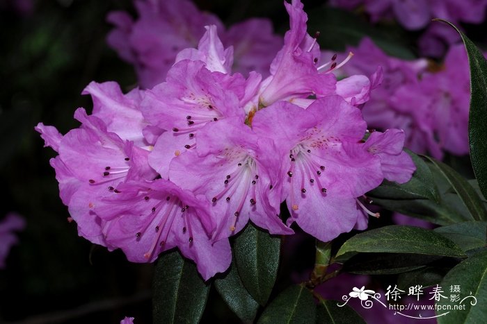 红棕杜鹃Rhododendron rubiginosum