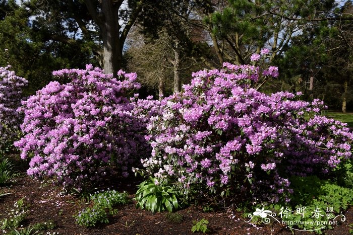 红棕杜鹃Rhododendron rubiginosum