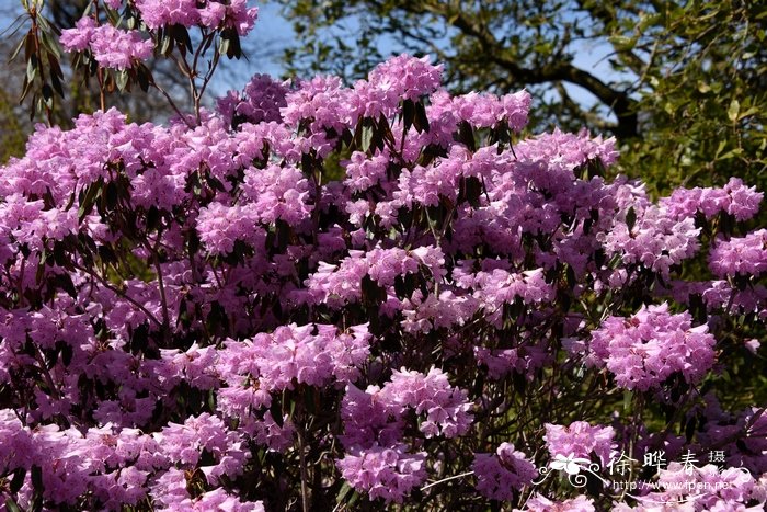 红棕杜鹃Rhododendron rubiginosum