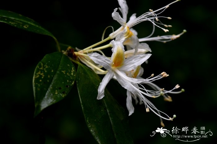 长蕊杜鹃Rhododendron stamineum