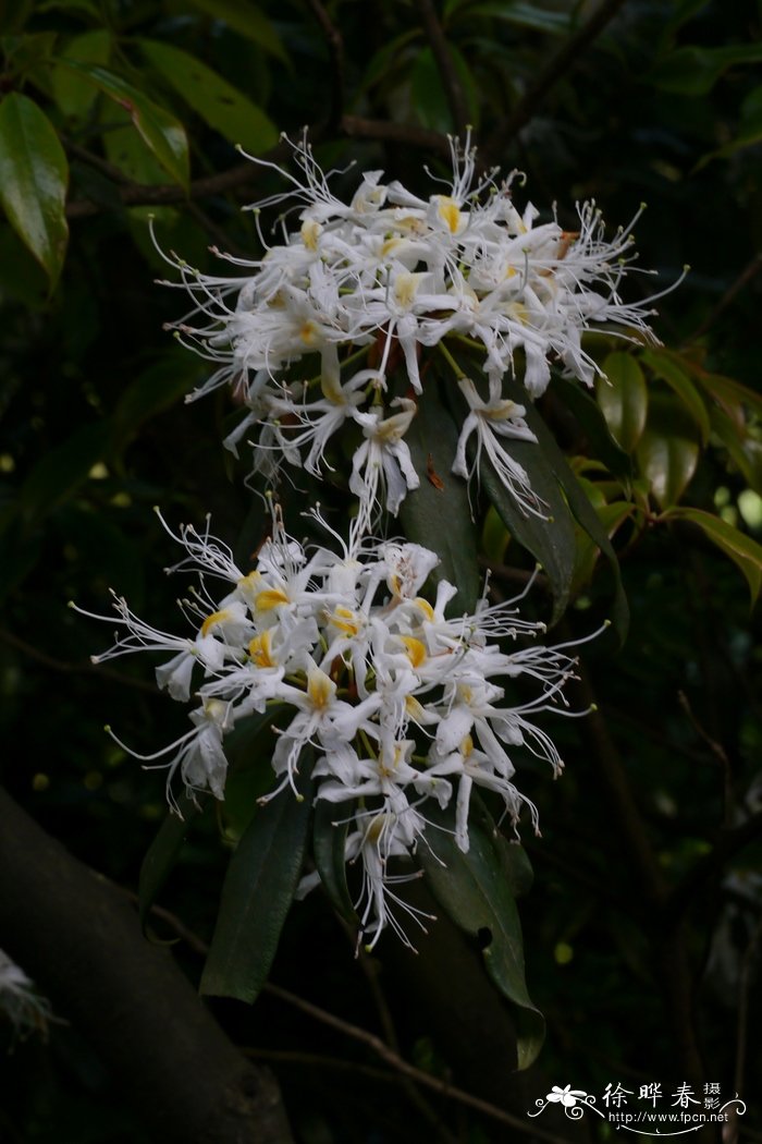 长蕊杜鹃Rhododendron stamineum