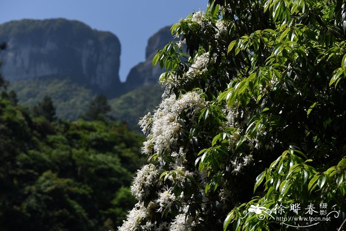 长蕊杜鹃Rhododendron stamineum 长蕊杜鹃Rhododendron stamineum