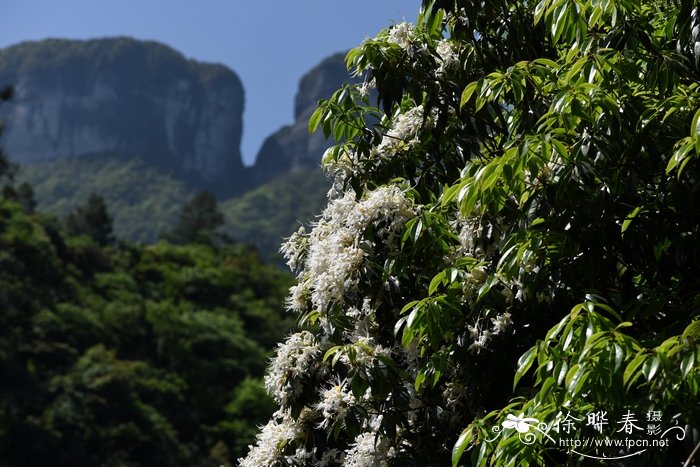 长蕊杜鹃Rhododendron stamineum