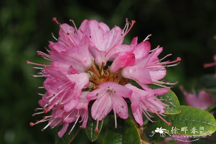 碎米花杜鹃Rhododendron spiciferum 碎米花杜鹃Rhododendron spiciferum