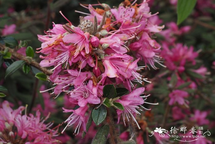 碎米花杜鹃Rhododendron spiciferum