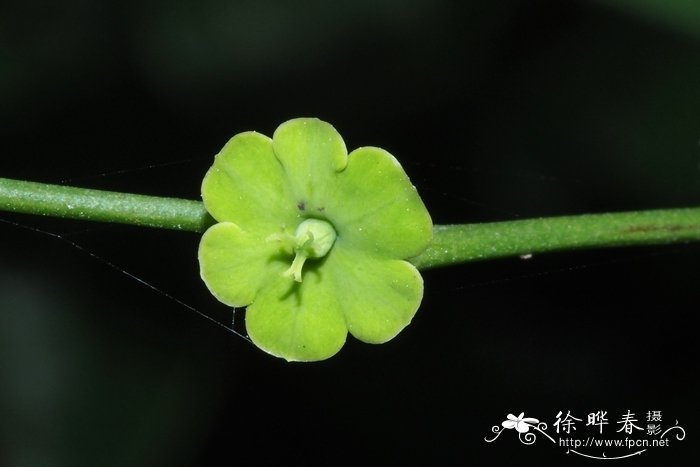 黑面神Breynia fruticosa