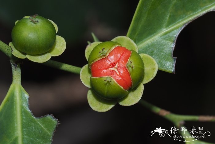 黑面神Breynia fruticosa