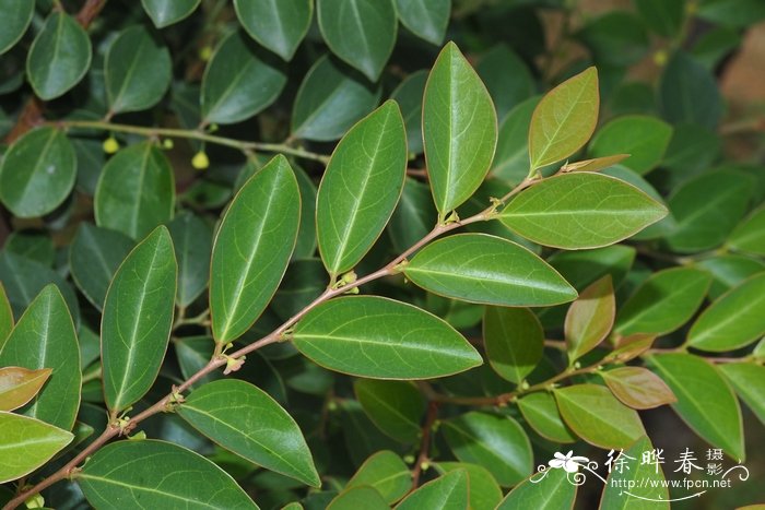 黑面神Breynia fruticosa