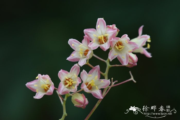 木薯Manihot esculenta 木薯Manihot esculenta