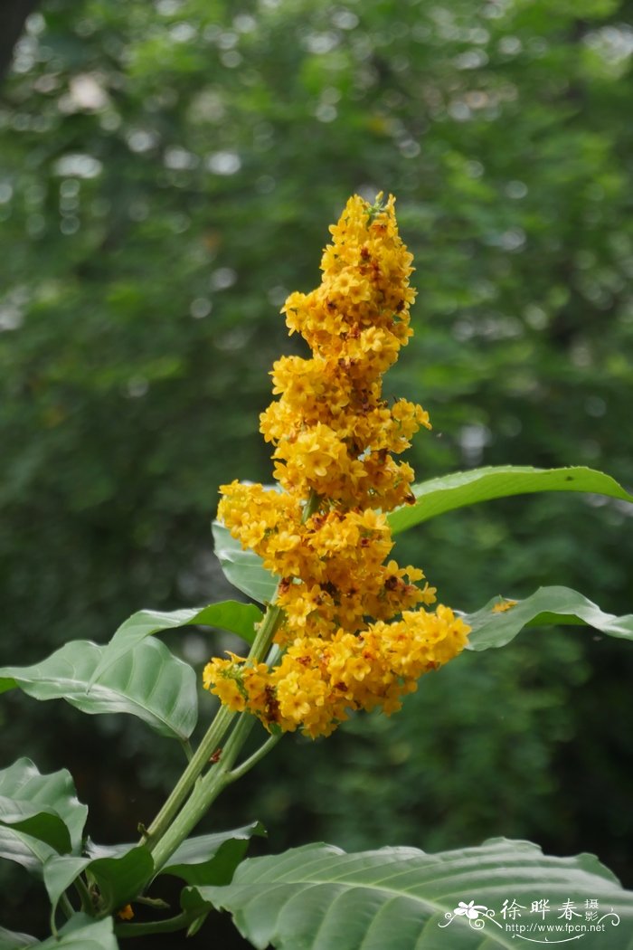 菩柔树Trigonostemon thyrsoideum 菩柔树Trigonostemon thyrsoideum