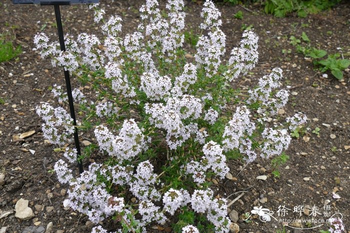 法国百里香Thymus vulgaris 法国百里香Thymus vulgaris