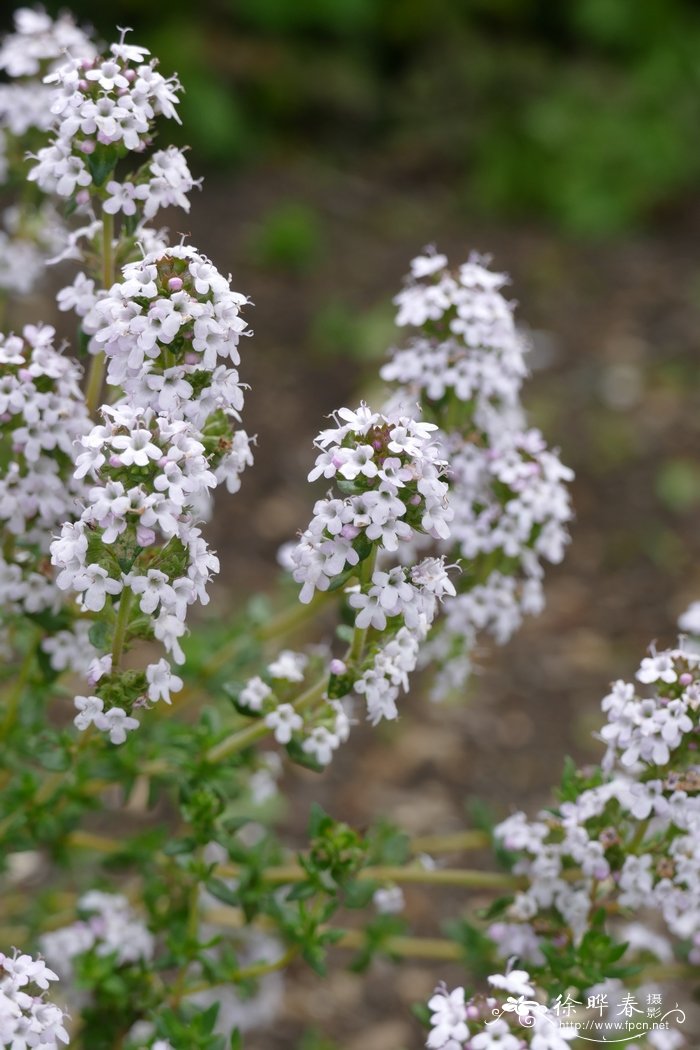 法国百里香Thymus vulgaris 法国百里香Thymus vulgaris