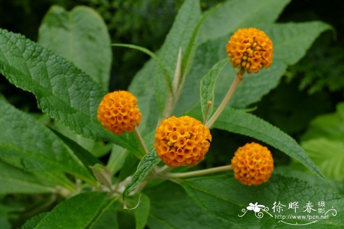 球花醉鱼草Buddleja globosa 球花醉鱼草Buddleja globosa