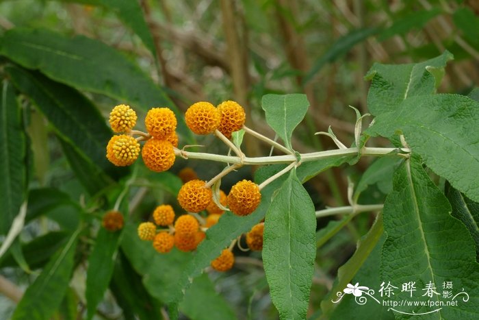 球花醉鱼草Buddleja globosa 球花醉鱼草Buddleja globosa