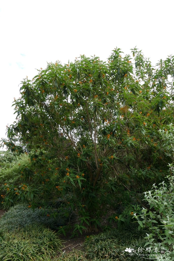 球花醉鱼草Buddleja globosa 球花醉鱼草Buddleja globosa
