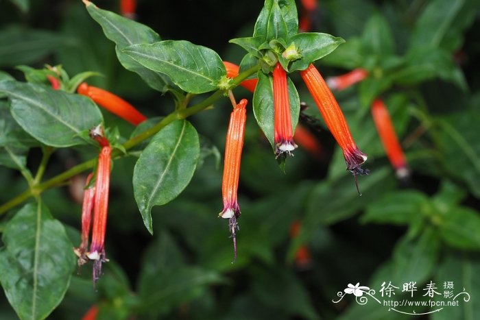 火红萼距花Cuphea platycentra 火红萼距花Cuphea platycentra