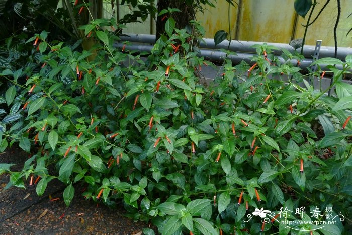 火红萼距花Cuphea platycentra 火红萼距花Cuphea platycentra