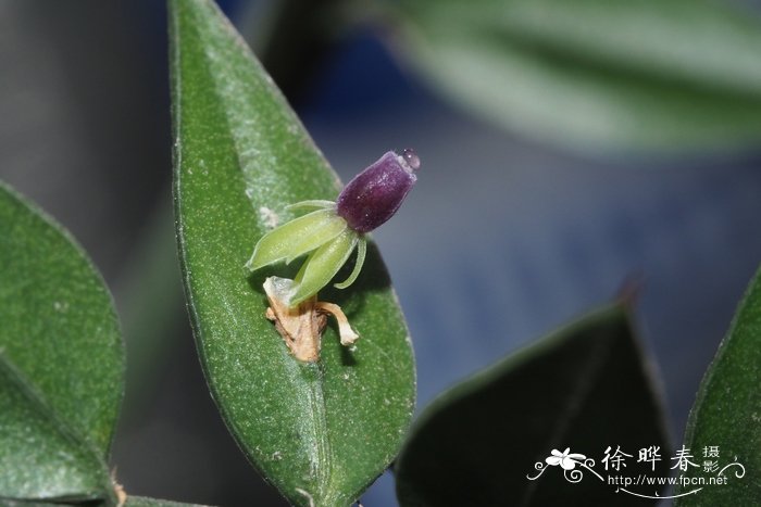 假叶树Ruscus aculeatus 假叶树Ruscus aculeatus