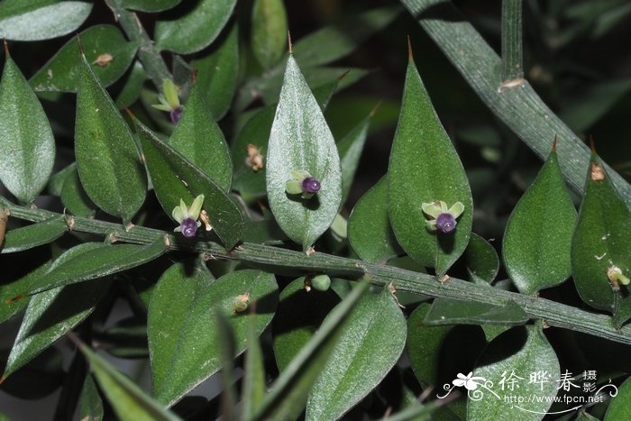 假叶树Ruscus aculeatus 假叶树Ruscus aculeatus