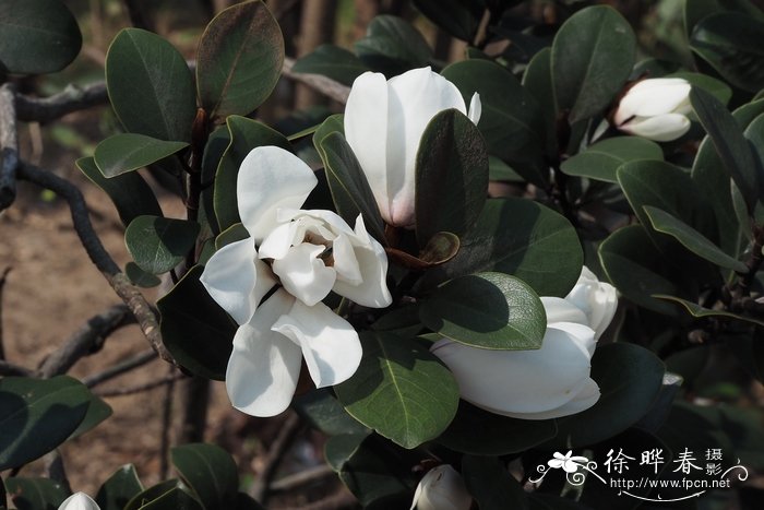 广东含笑Michelia guangdongensis