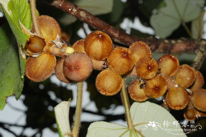 黄毛榕Ficus esquiroliana 黄毛榕Ficus esquiroliana
