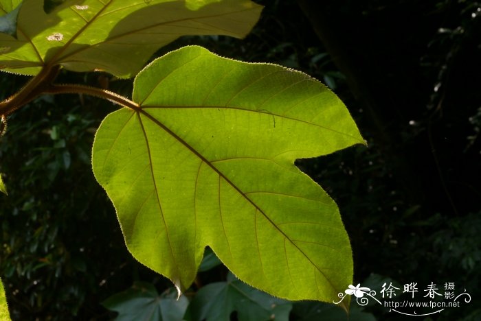 黄毛榕Ficus esquiroliana