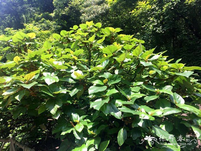 黄毛榕Ficus esquiroliana 黄毛榕Ficus esquiroliana