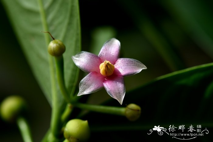 凹脉紫金牛Ardisia brunnescens 凹脉紫金牛Ardisia brunnescens