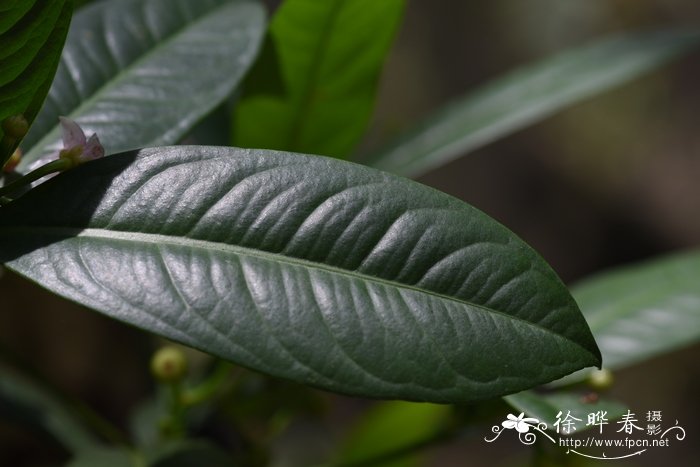 凹脉紫金牛Ardisia brunnescens 凹脉紫金牛Ardisia brunnescens