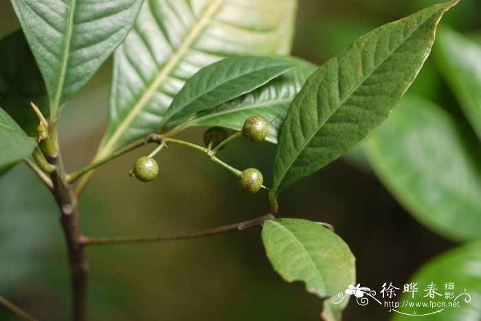 凹脉紫金牛Ardisia brunnescens