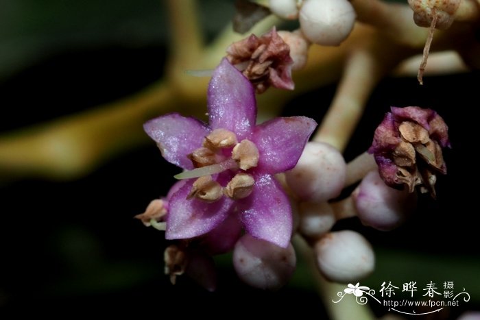 密鳞紫金牛Ardisia densilepidotula