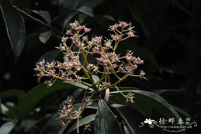 密鳞紫金牛Ardisia densilepidotula